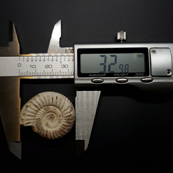 楽天市場】【送料無料】【アンモナイト/ペリスフィンクテス/化石】美品