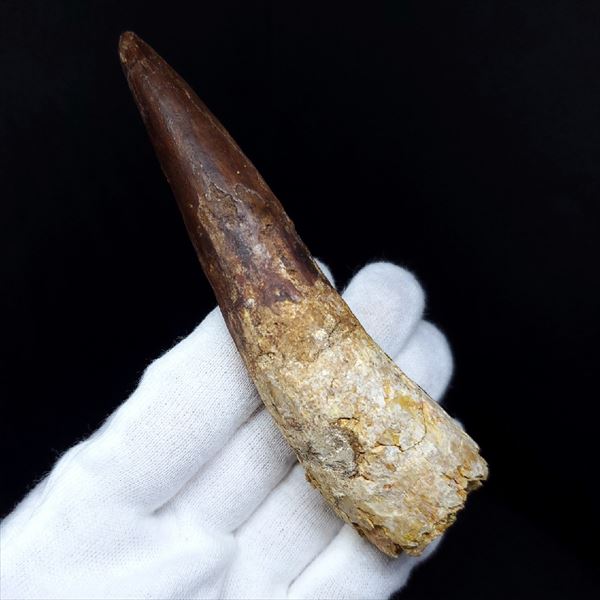 楽天市場】【送料無料】【スピノサウルス/化石/歯/恐竜】特大