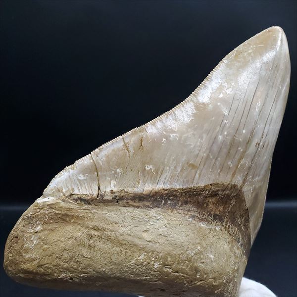 楽天市場】【送料無料】【メガロドン /化石/歯/恐竜】極上 メガロドン