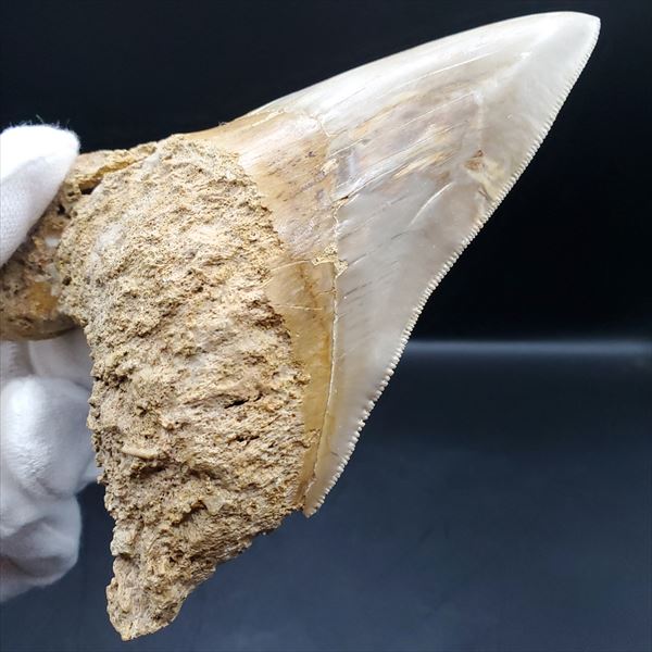 楽天市場】【送料無料】【メガロドン /化石/歯/恐竜】極上 メガロドン