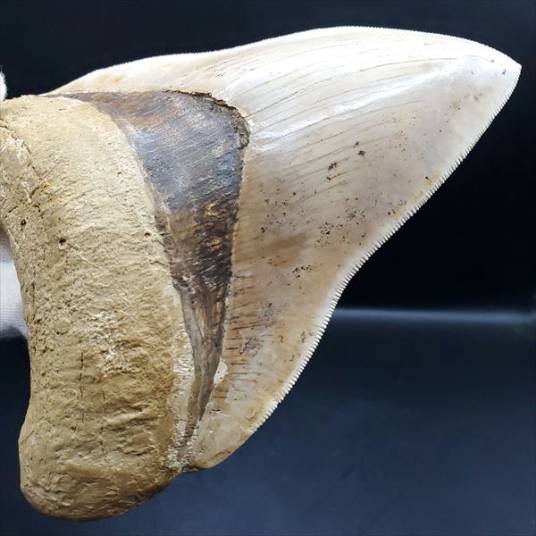 楽天市場】【送料無料】【メガロドン /化石/歯/恐竜】極上 メガロドン