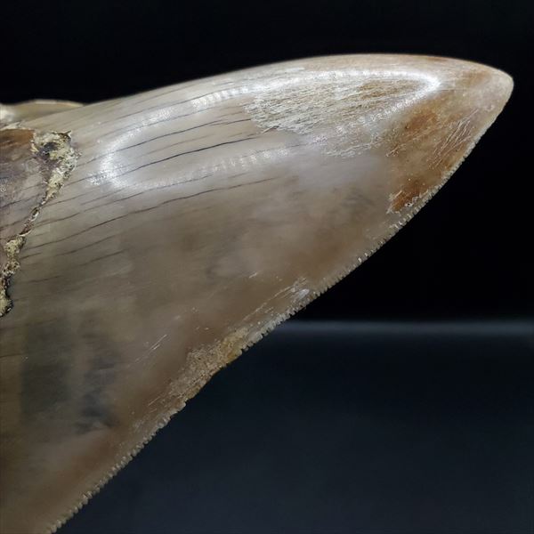 楽天市場】【送料無料】【メガロドン /化石/歯/恐竜】極上 メガロドン