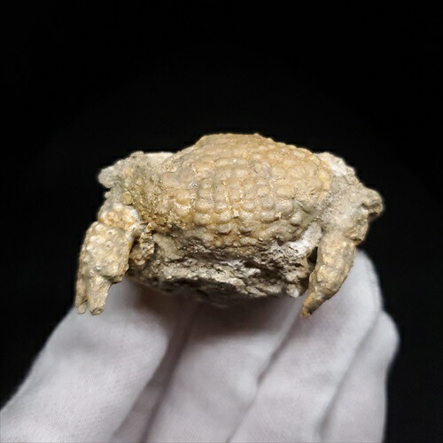 楽天市場】【送料無料】【カニ/化石/蟹】美品 カニ 本物 化石