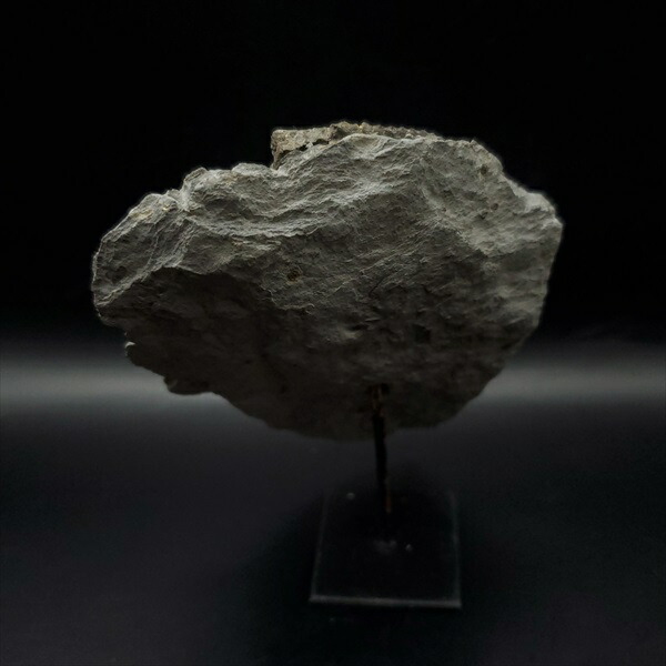 楽天市場】【送料無料】【アンモナイト/化石/黄鉄鉱】 希少 母岩付き