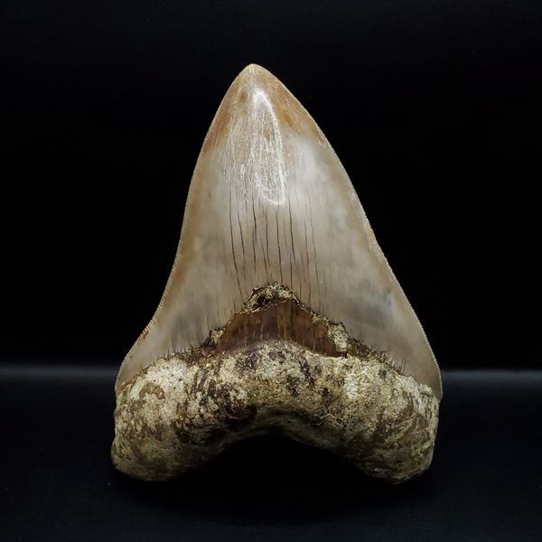 楽天市場】【送料無料】【メガロドン /化石/歯/恐竜】極上 メガロドン