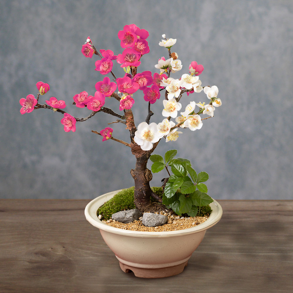 楽天市場】お正月 盆栽 花 梅 「紅白の美 紅白梅咲き分け」 鉢植え 庭
