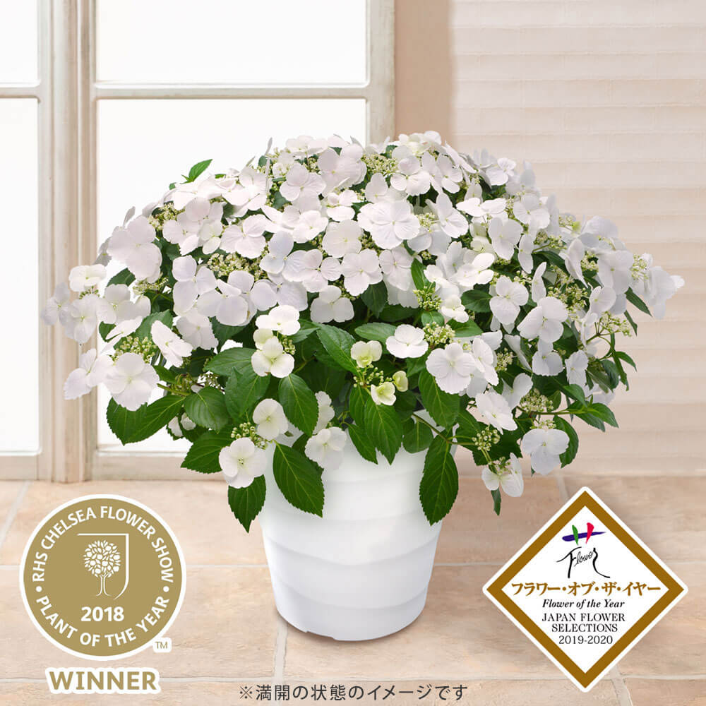 楽天市場】プレミアムアジサイ 鉢植え 花 ギフト プレゼント