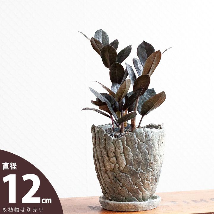 楽天市場】ゴツゴツ、石っぽくてカッコいい化粧鉢（12cm） : e-花屋さん