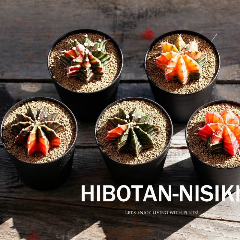 楽天市場】錦鯉のような、美しいサボテン「緋牡丹錦」ひぼたんにしき