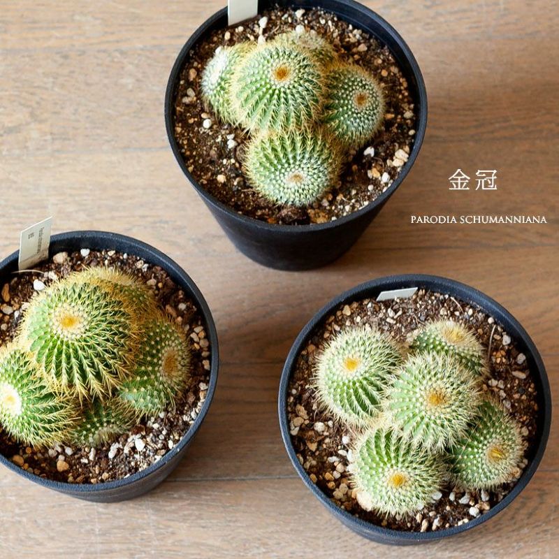 楽天市場】長年付き合える、群生サボテン 多肉植物さぼてん 観葉植物