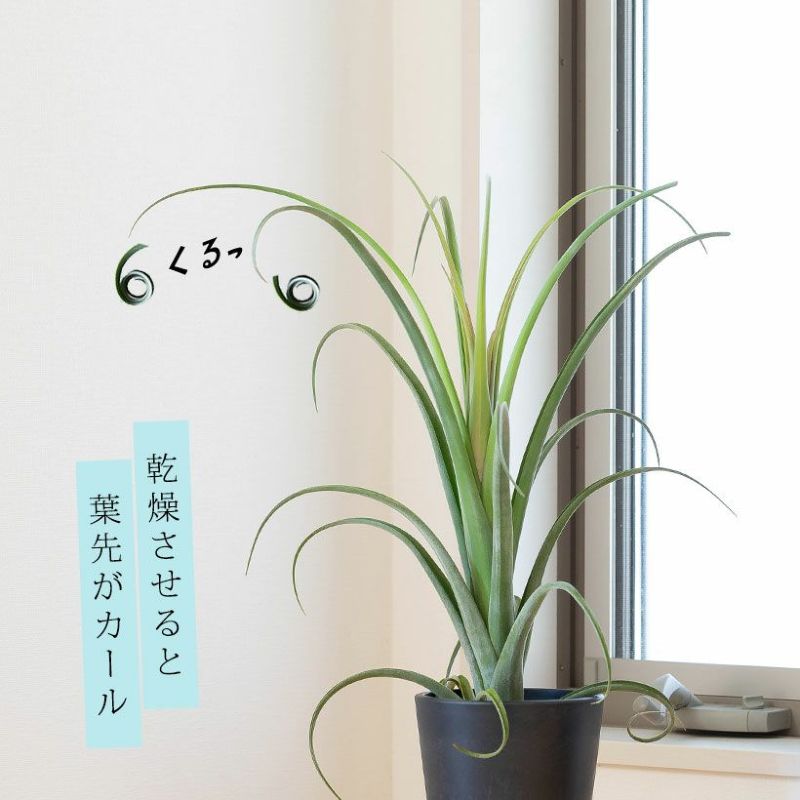 楽天市場】チランジア・カーリースリム（オブジェのように育てるエア