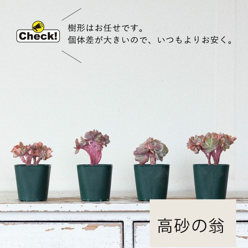 楽天市場】【訳有りSALE】綴化（てっか）した多肉植物たち。多肉植物