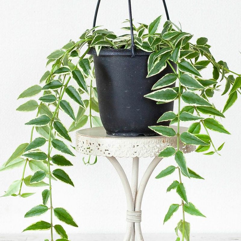 楽天市場】「斑入り」のホヤ・ベラ吊り鉢 吊り下げ 吊るす ハンギング