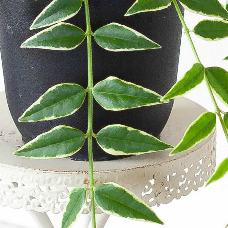 楽天市場】「斑入り」のホヤ・ベラ吊り鉢 吊り下げ 吊るす ハンギング