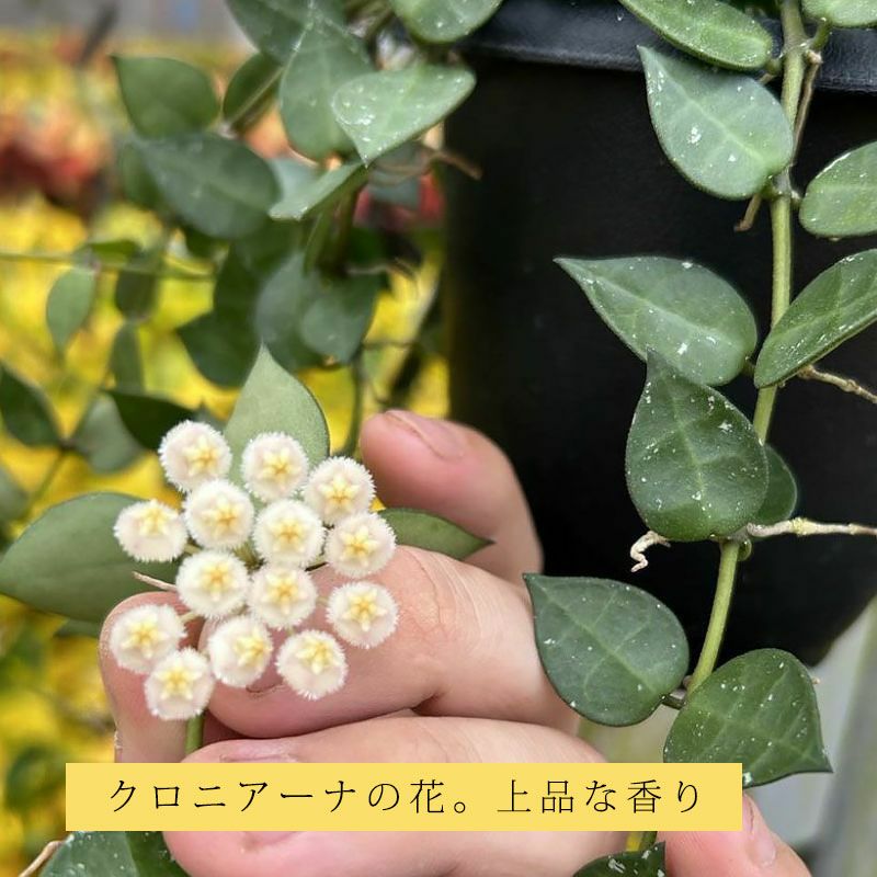 楽天市場】ホヤの『丸葉系』お勧めセレクションヘウスケリアナ