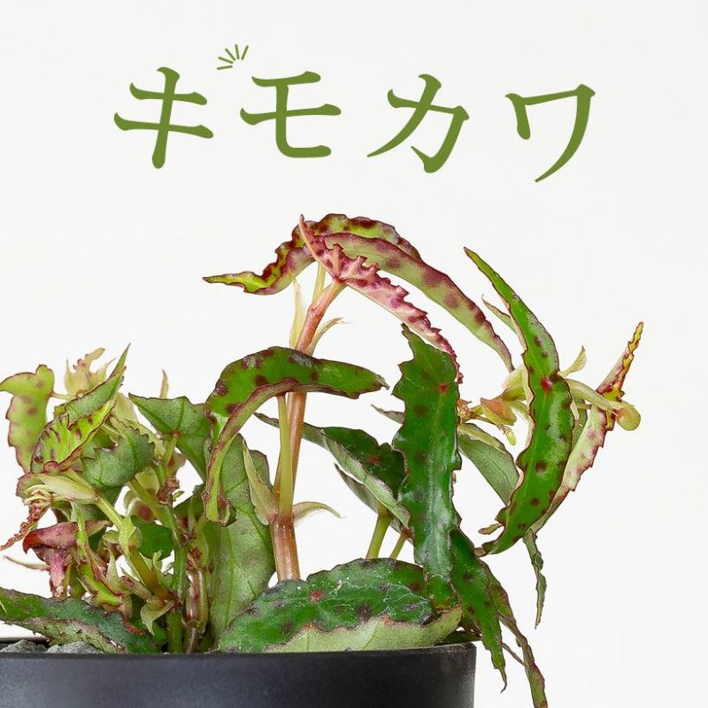 楽天市場】小さな小さな鉢植えアマゾン。ベゴニア：アンフィオクサス