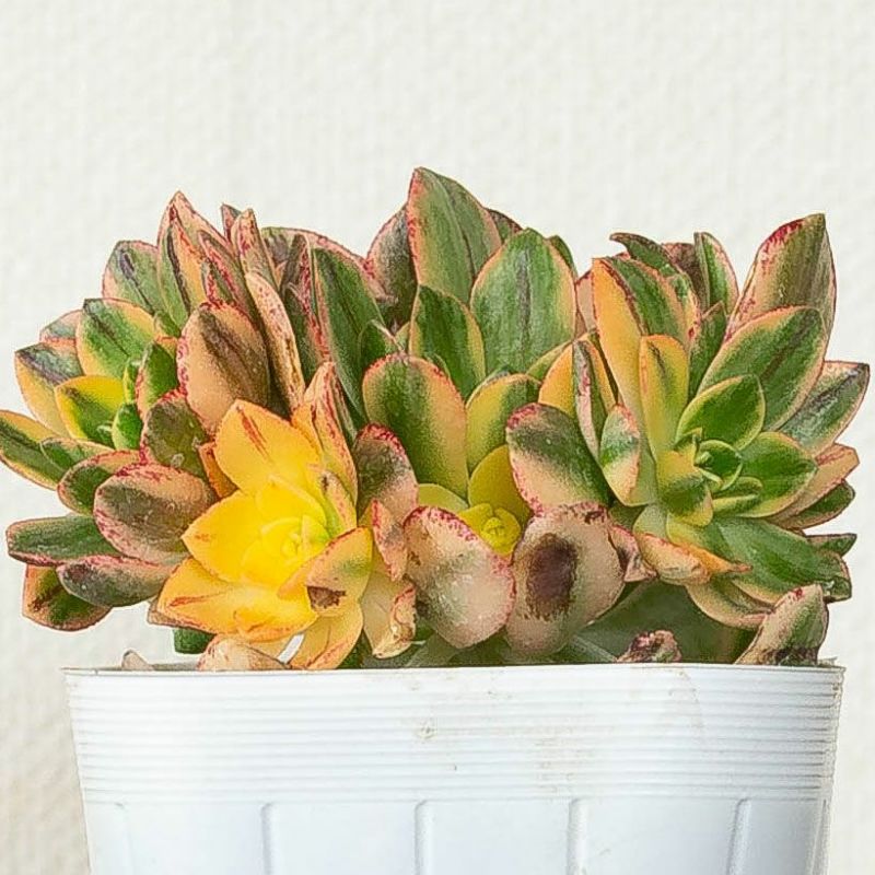 楽天市場】【訳有りSALE】 アエオニウム甜茶錦（てんちゃにしき）3.5号