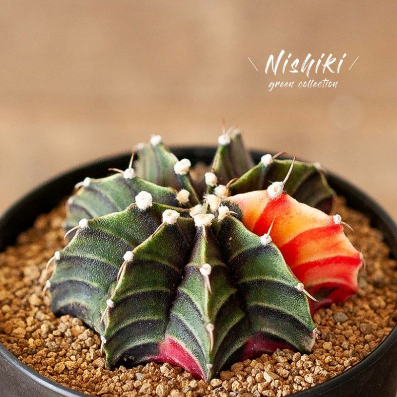 楽天市場】錦鯉のような、美しいサボテン「緋牡丹錦」ひぼたんにしき