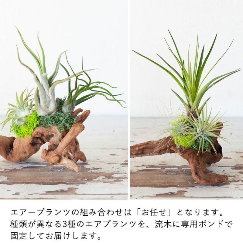 楽天市場】【そのまま飾れる】エアプランツ3種の寄せ植え流木（育て方