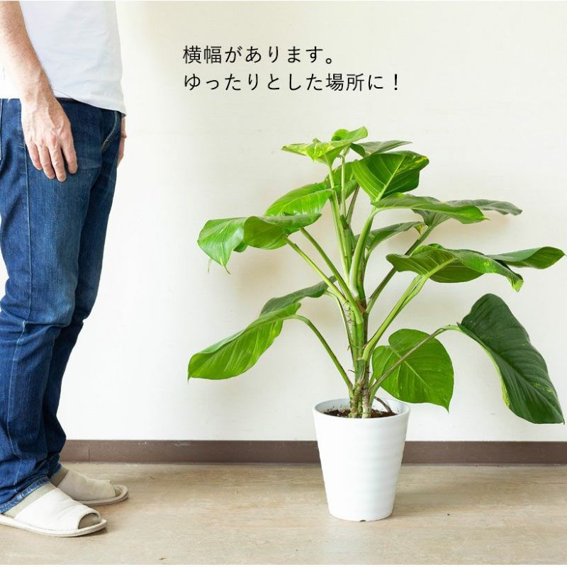 楽天市場】ポトス・グランデ（7号鉢）※同梱不可商品観葉植物 床置き