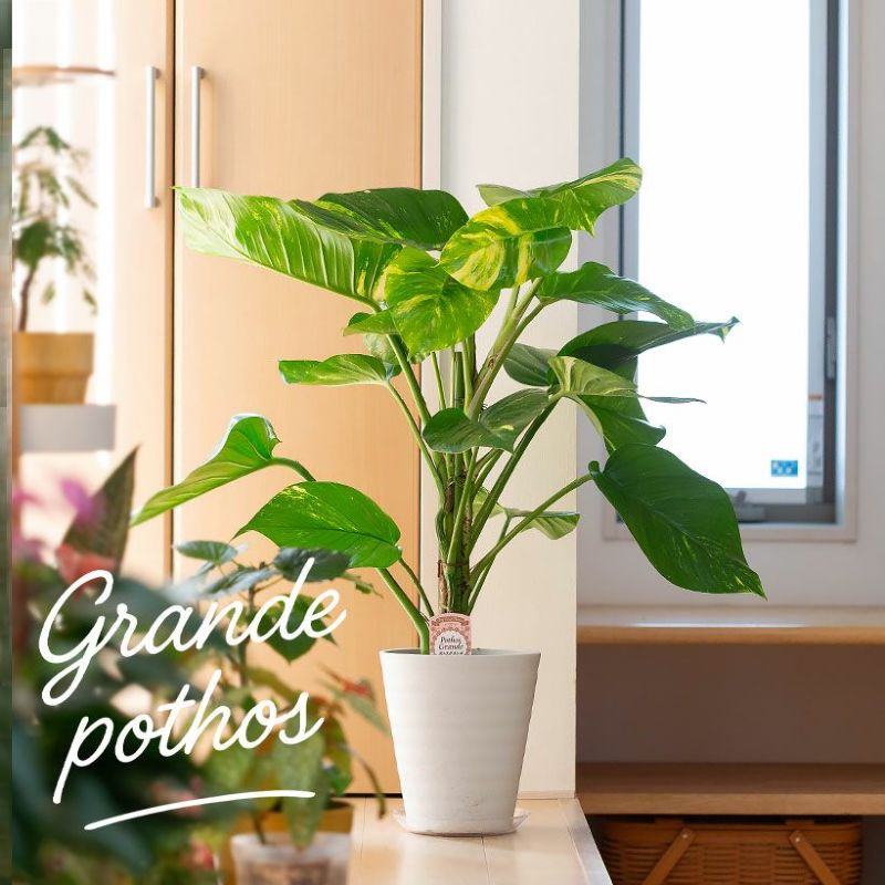 楽天市場】ポトス・グランデ（7号鉢）※同梱不可商品観葉植物 床置き