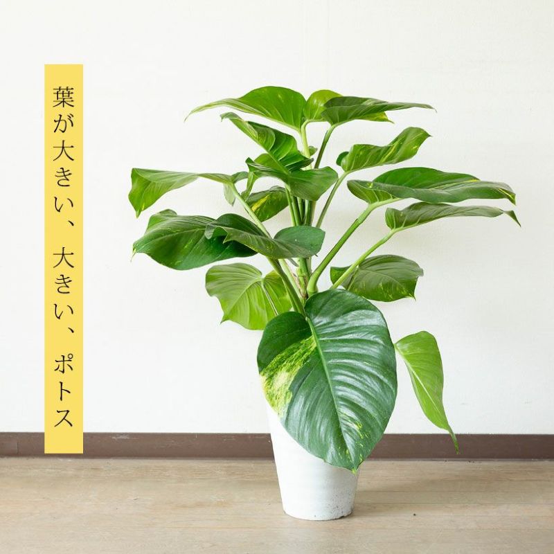 楽天市場】ポトス・グランデ（7号鉢）※同梱不可商品観葉植物 床置き