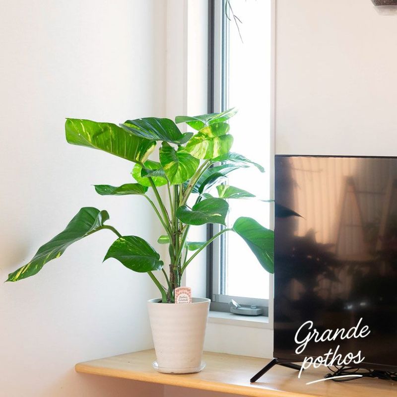 楽天市場】ポトス・グランデ（7号鉢）※同梱不可商品観葉植物 床置き