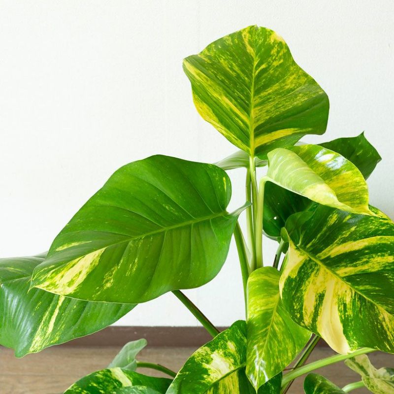 楽天市場】ポトス・グランデ（7号鉢）※同梱不可商品観葉植物 床置き