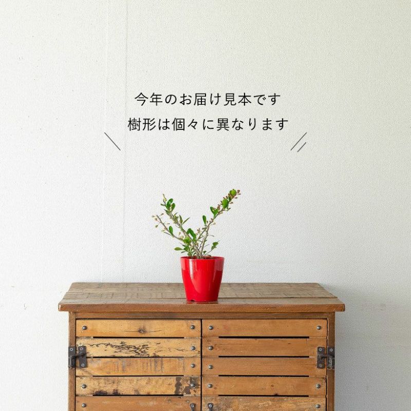 楽天市場】ハートが実る木（ハリツルマサキ）。花言葉は「小さな幸せ