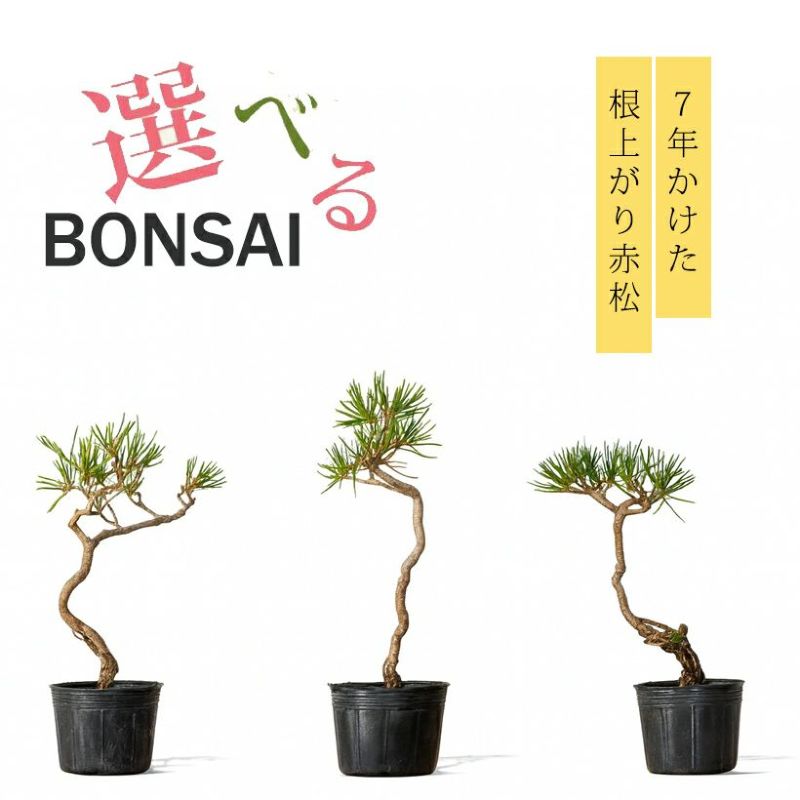 楽天市場】【写真で選べる】年数かけた、赤松ミニ盆栽の苗ぼんさい