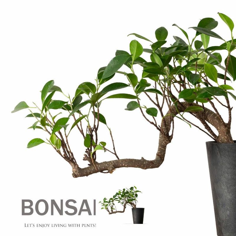 楽天市場】【14鉢限定】龍のように伸びる、ガジュマル盆栽観葉植物