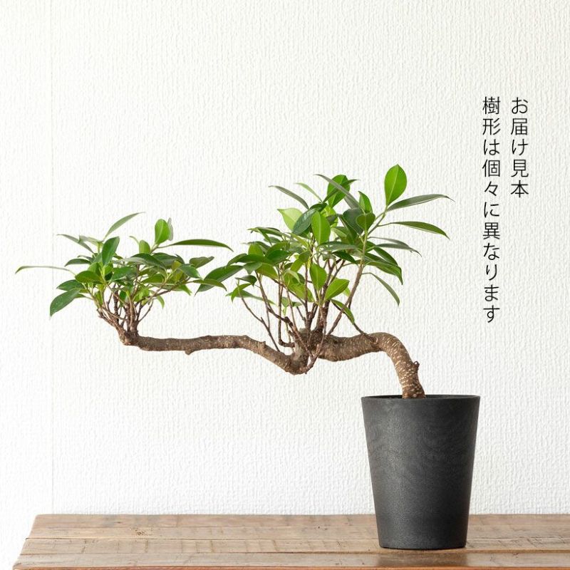 楽天市場】【14鉢限定】龍のように伸びる、ガジュマル盆栽観葉植物