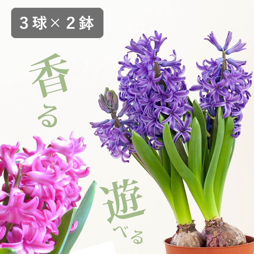 楽天市場】ヒヤシンス球根3球寄せ植え【2鉢セット（花色はお任せ