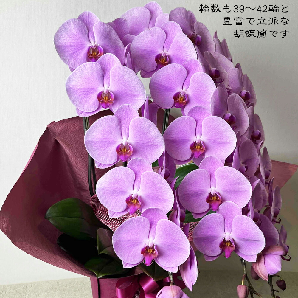 楽天市場】送料無料！胡蝶蘭（ピンク）3本立ち 39輪～42輪 ラッピング
