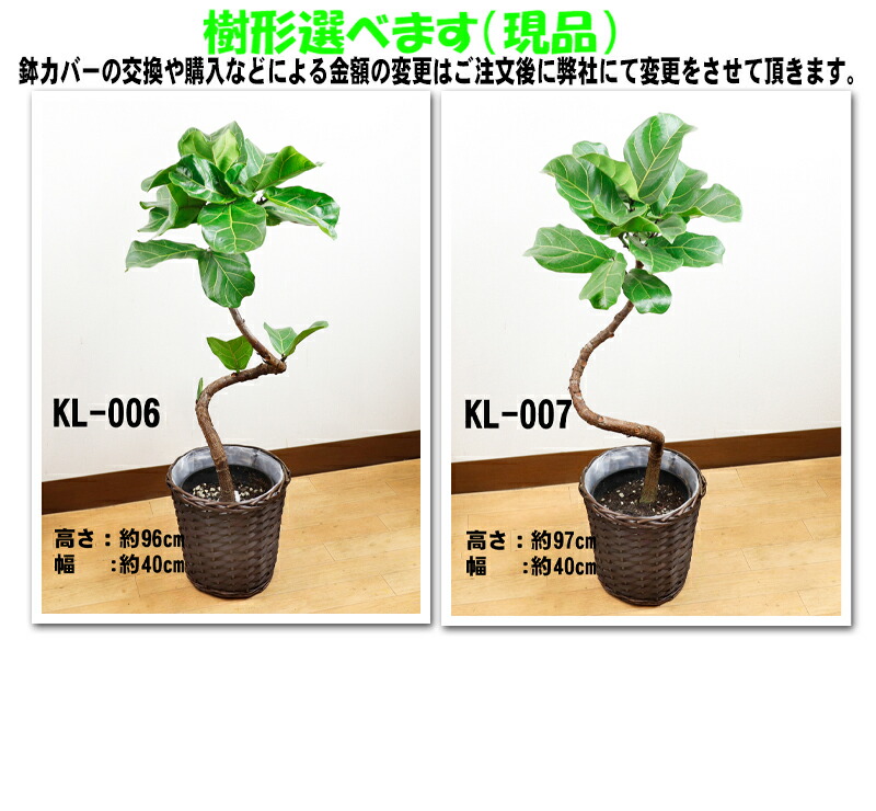 楽天市場】フィカス リラータ（カシワバゴムの木）幹曲り7号【送料無料