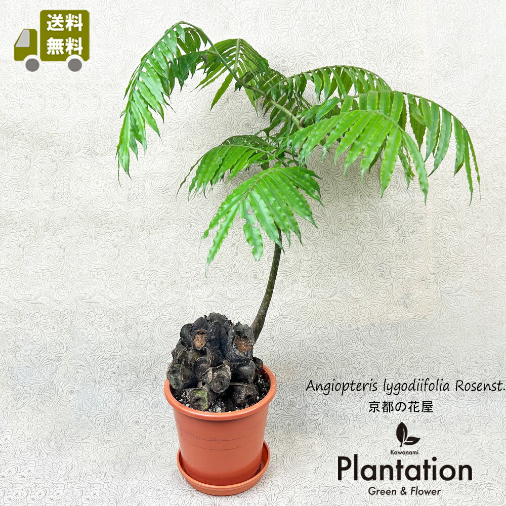 楽天市場】シダ植物 リュウビンタイ5号別名：龍の鱗 : カワナミ