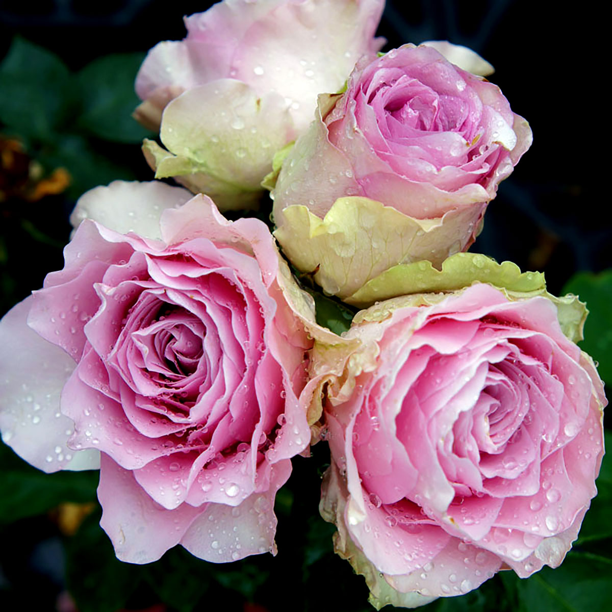 楽天市場】切り花用 バラ苗の通販