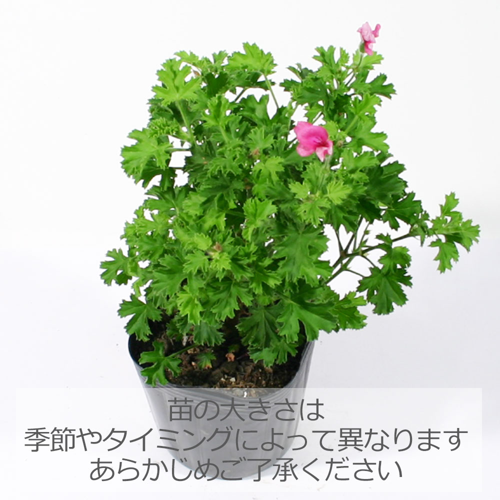 楽天市場】プリンスオブオレンジ・ゼラニウム/ハーブの苗 9cmポット
