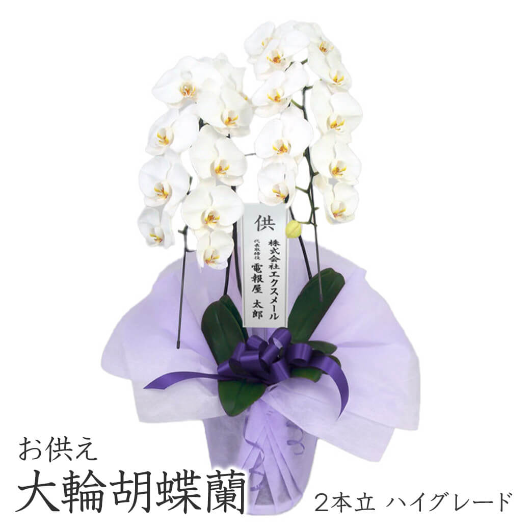 楽天市場】お供え用 ｢大輪胡蝶蘭 2本立 ハイグレード 白｣ (電報なし
