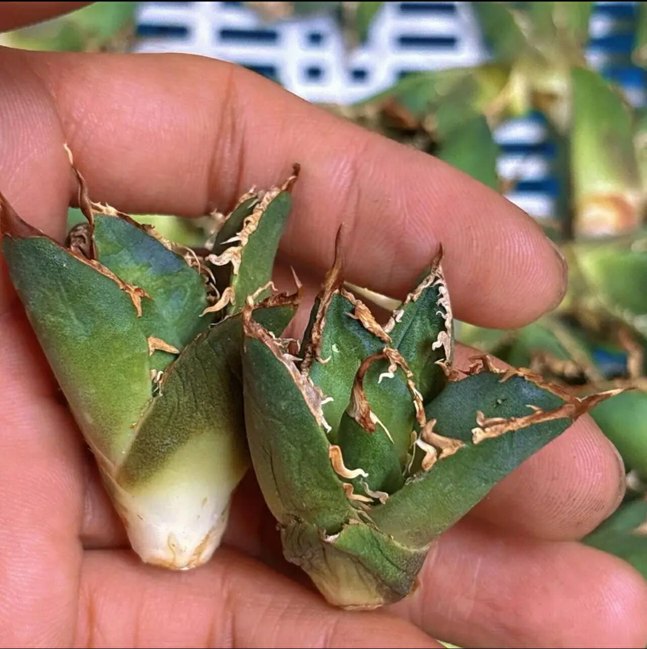 楽天市場】アガベ チタノタ （ HX)黒犀白鯨 スーパーチタノタ 悪魔くん