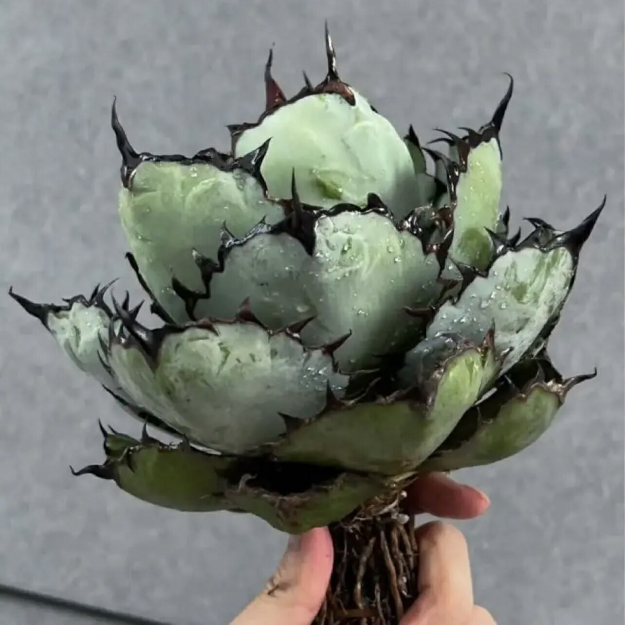 楽天市場】極上株アガベチタノタ ブラックアンドブルー 黒火焔 強棘 黒