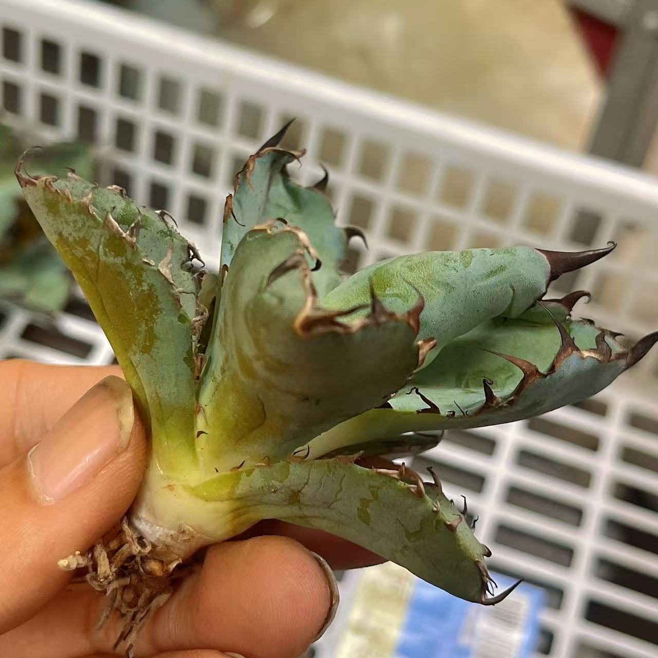 楽天市場】極上株アガベチタノタ ブラックアンドブルー 黒火焔 強棘 黒