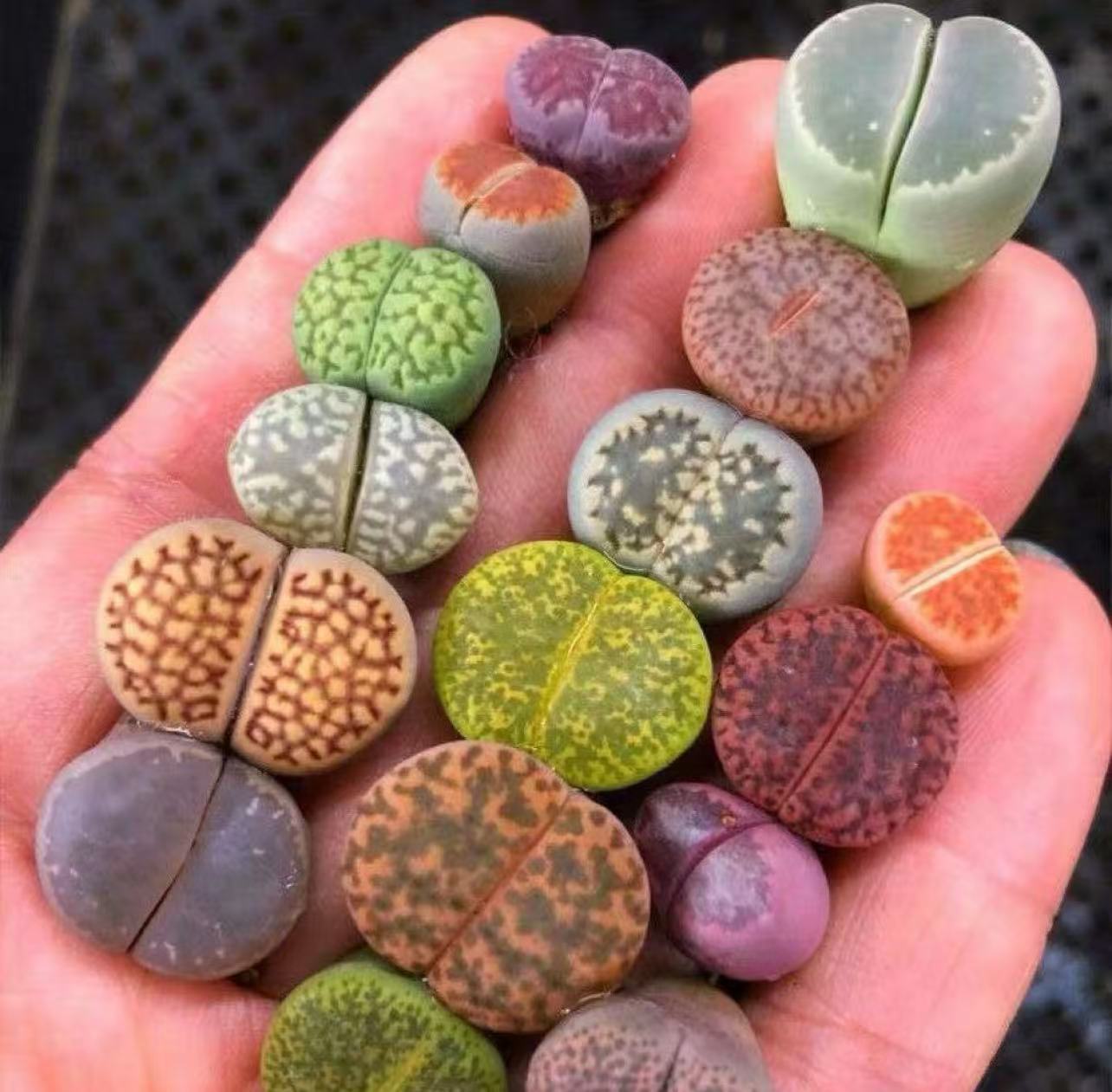 多肉植物 リトープス」の人気商品一覧 | 安い商品を通販サイトから探す