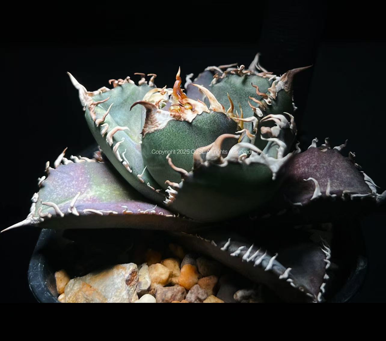 楽天市場】アガベ チタノタ ダイヤモンドレッドライオン ［紅獅］子株