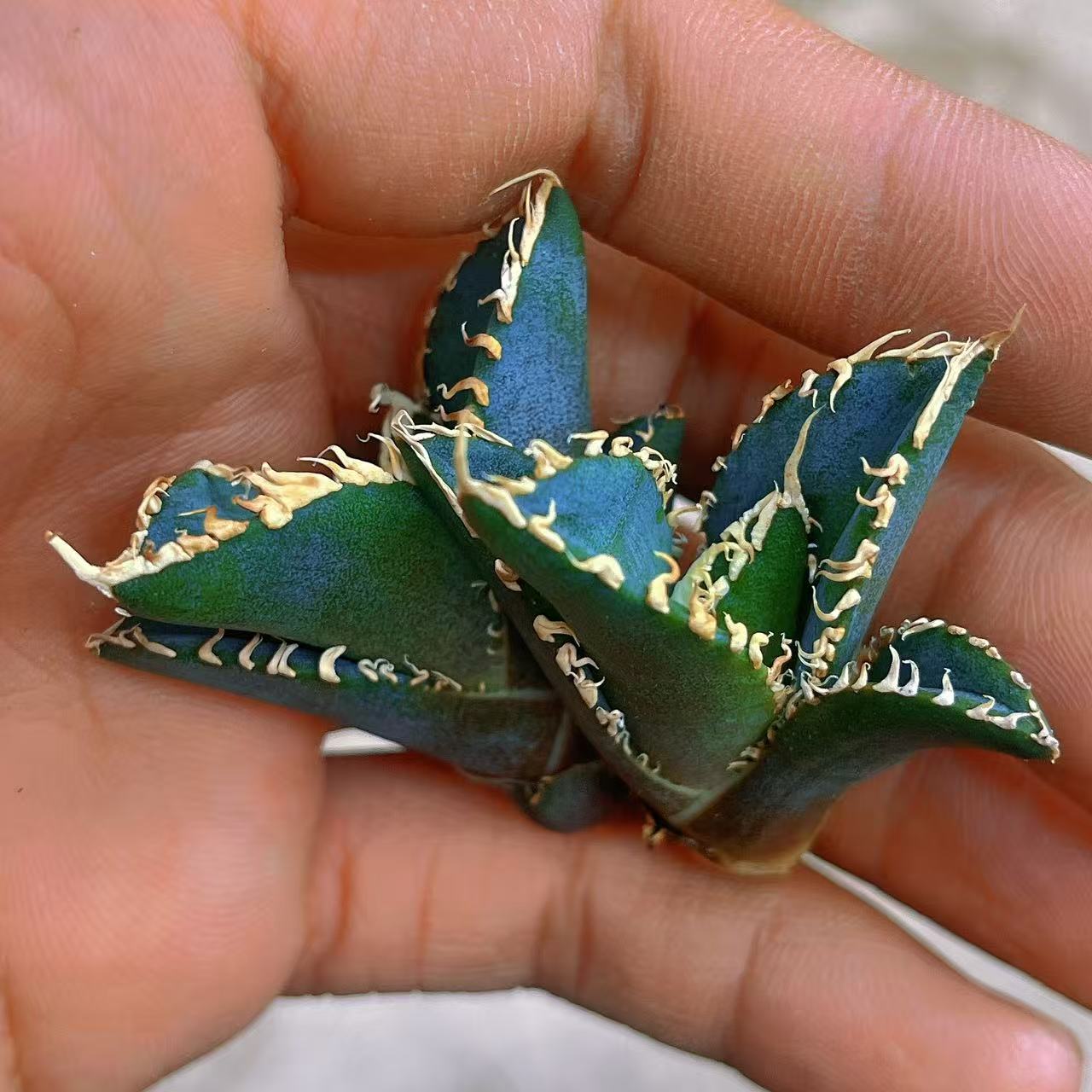 楽天市場】アガベ チタノタ ダイヤモンドレッドライオン ［紅獅］子株