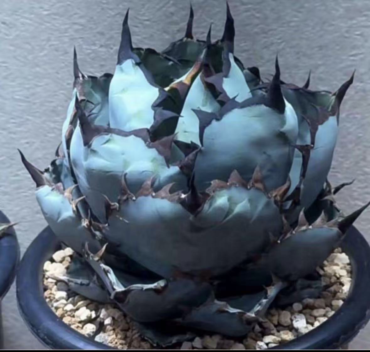 楽天市場】極上株アガベチタノタ ブラックアンドブルー 強棘 黒刺 2株