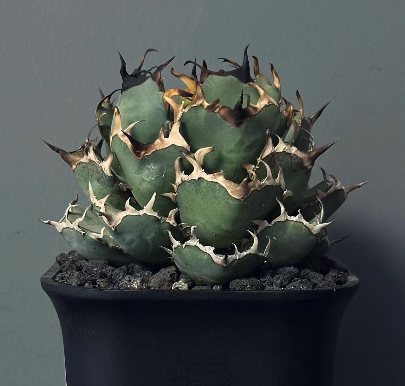 楽天市場】アガベ チタノタ ブラックアンドブルー 強棘 黒刺 カット苗