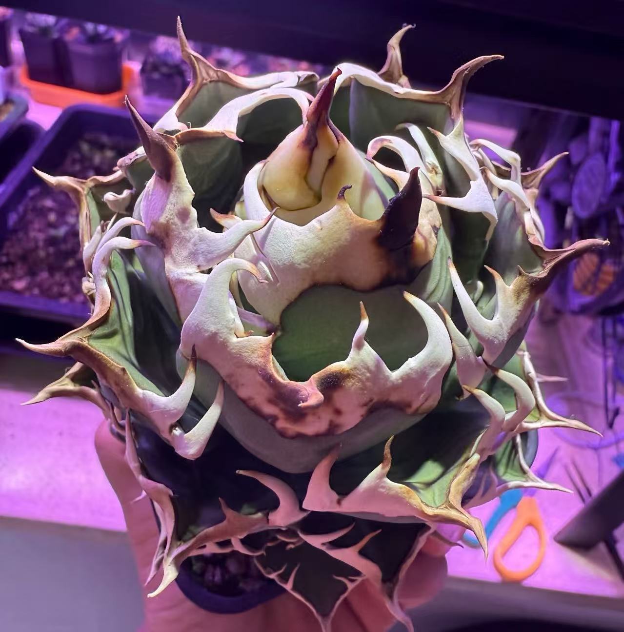 楽天市場】高級株 アガベ チタノタ レッドキャットウィーズル錦 地獄猫