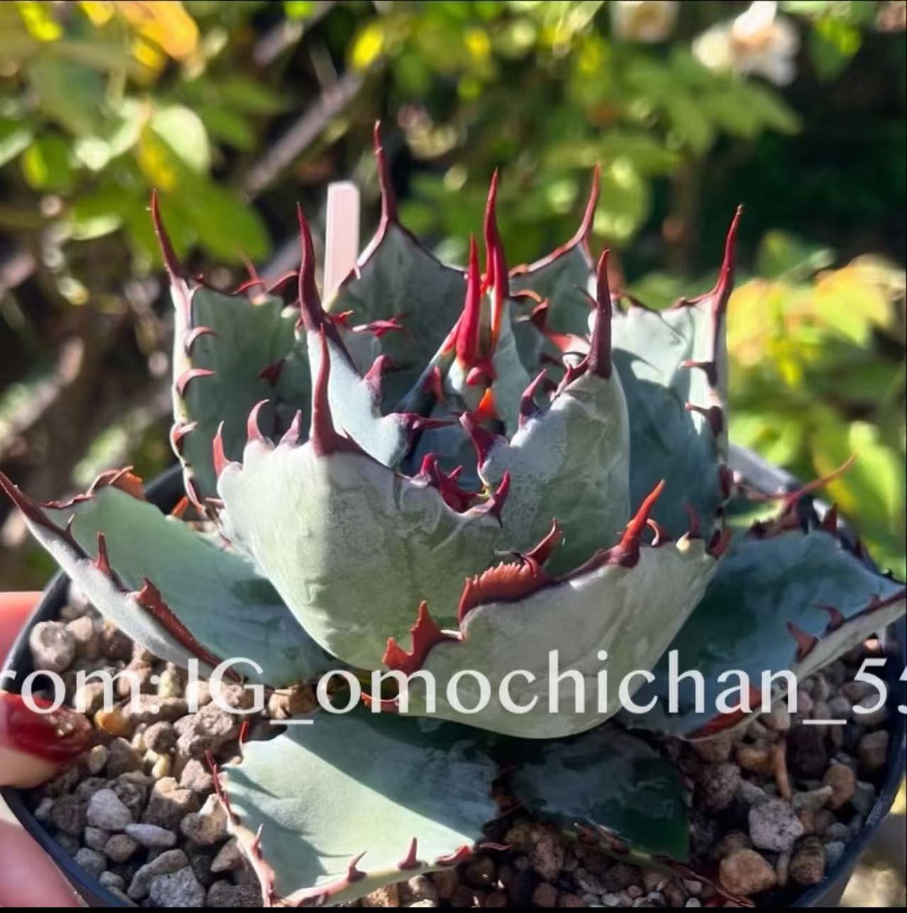 楽天市場】アガベ ハイブリッド甲蟹 &屈原 赤刺 イシスメンシス-BIUE葉