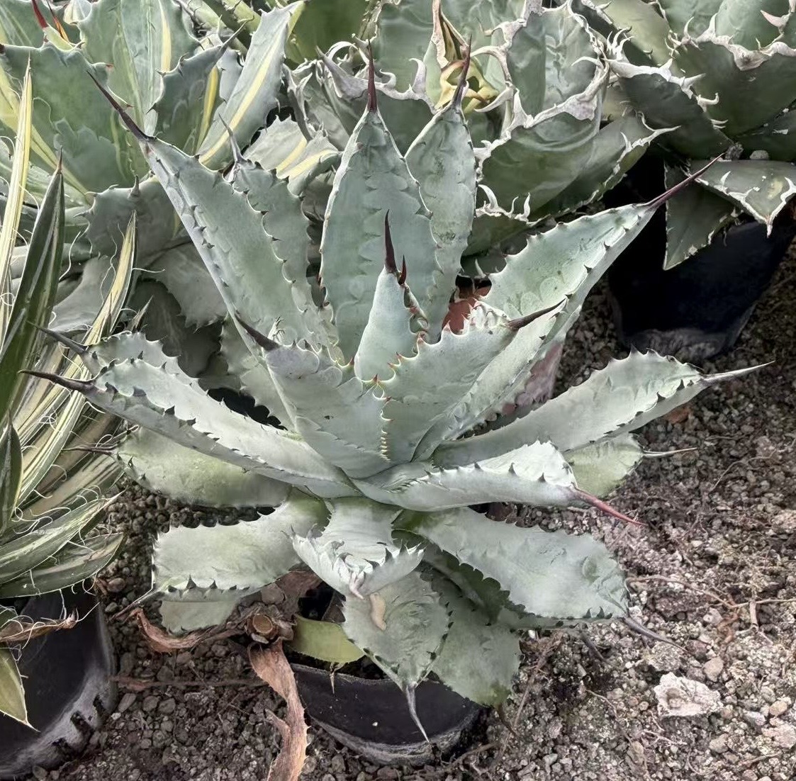 楽天市場】アガベ ハイブリッド甲蟹 &屈原 赤刺 イシスメンシス-BIUE葉